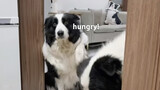 [Animals]Cute moments of three Border Collies having breakfast