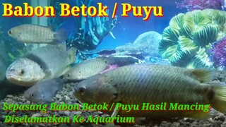 Babon Betok / Puyu Masuk Aquarium
