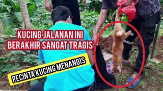 astagfirullahaladzim Kucing Jalanan Ini akhir Hidupnya Sangat Tragis Ini Penyebabnya..!