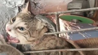 Orang baik yang menolong Kucing yang tersangkut🥺