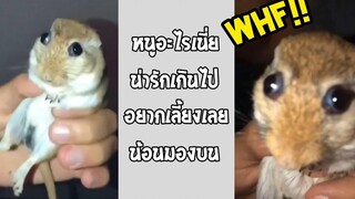 หนูที่น่ารักที่สุดในโลก นึกว่าหลุดมาจากอนิเมะ!! รวมคลิปฮาพากย์ไทย