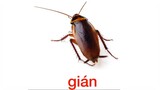 Tiếng Việt|Chủ đề: Côn trùng và động vật nhỏ bé| Giọng miền Nam|Dạy trẻ tập nói sớm