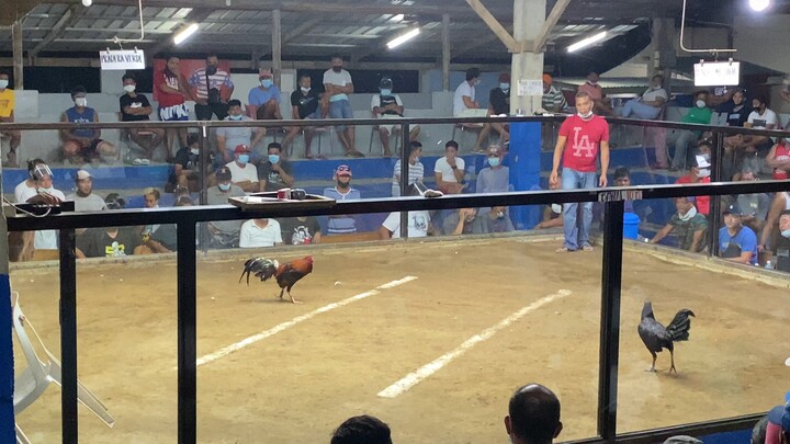 3 cock big event sa Nueva Ecija MBS Black Hennie in action VS BONG PINEDA (unscratched)