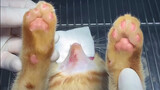 Bác sỹ thú y làm sạch tận gốc cho mèo