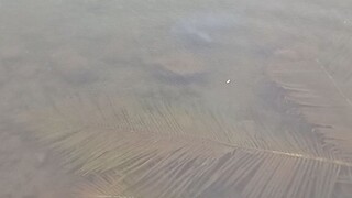 shark
