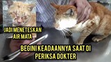 Kucing Jalanan Sangat Menderita Karena Matanya Hilang Part 2 | Priksa Ke Dokter..!