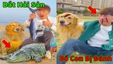 Thú Cưng TV | Gia Đình Gâu Đần #34 | Chó Golden thông minh vui nhộn | Pets funny cute dog