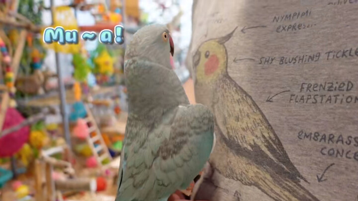 [Động vật] Hóa ra vẹt Tiểu Lam thích chú chim hình vẽ 2D