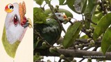 Walik Benjol burung Endemik Pulau Obi yang Perancam Punah