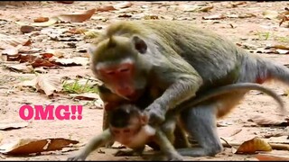 OMG!!, Mama Monkey Jane Will​ Attack Baby If She Annoy Her Baby Janna, Poor Baby Monkey Janna Want