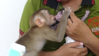 Oh So Amazing !! Little Monkey Maku Give Softly ​Kissing To Sister Jessie Full Love In Heart