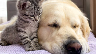 Peliharaan Imut|Golden Retriever dan Kucing Menjadi Teman Baik