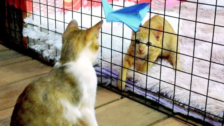 Sibling kitten Peanut and Ginger happily play in and outside the fence together