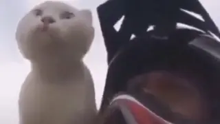 This Is How a Cat Really Sounds like