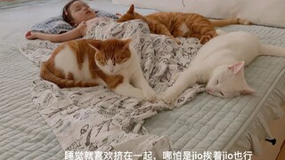 猫咪公主和7个小矮猫，一起午睡时间到