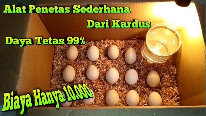 Alat Tetas Telur Ayam Sederhana Dari Kardus