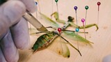 Membedah belalang sembah, menyembuhkan anoreksia bertahun-tahun (3)