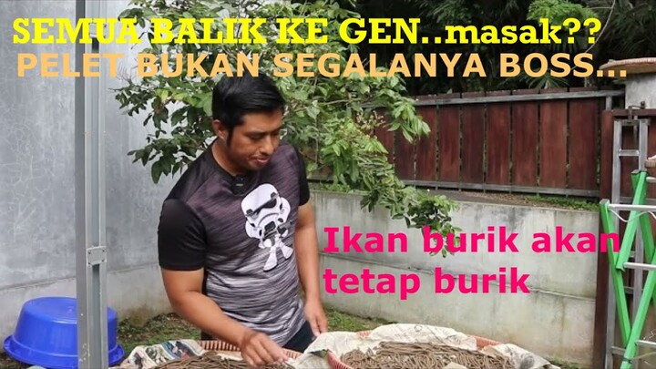 MARU BAGUS AKAN TETAP BAGUS..MARU BURIK AKAN TETAP BURIK WALAU DI KASIH PELET...kata siapa????