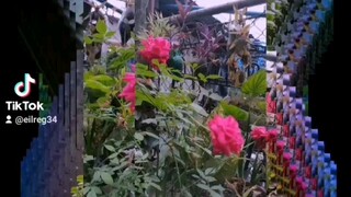 mygarden