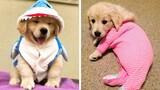 😍Cute & Funny Golden Puppies Videos That Are IMPOSSIBLE Not To Aww At💖🐶| Cutest Puppies
