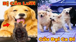 Thú Cưng TV | Trứng Vàng và Trứng Bạc #52 | Chó Golden Gâu Đần thông minh vui nhộn | Pets smart dog