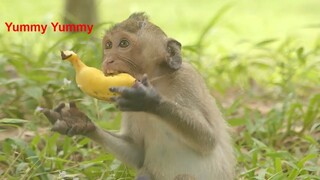 Janet Monkey Look Very Hungry, Poor Baby Have Extra Food & Milk Today, Janet Full Day