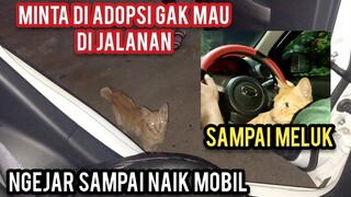 Kucing Liar Ngejar-Ngejar Mau Ikut Pulang Bikin Haru Pecinta Kucing..!