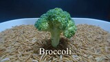 10,000 MEALWORMS VS Broccoli