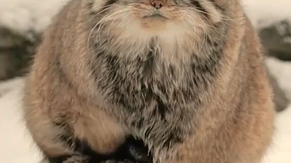 PALLAS CAT (KUCING PALLAS)