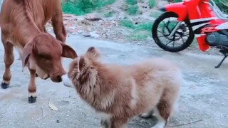 Chó Lầy Lội Hài Hước Nhất Vũ Trụ 2019 - Funny Dog Videos Try Not To Laugh Or Grin