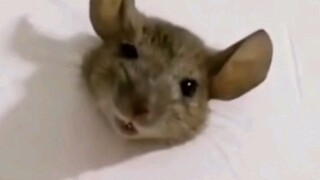 [Động vật]Những khoảnh khắc vui nhộn của chuột trong cuộc sống|<NUMB>