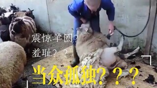 建议改为:白 羊 腚