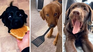 Most Viral DOGS on the Internet! 🐶 Funny Doggos Compilation! 🐶