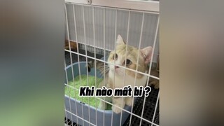 Chắc 2 tháng nữa thôi Cu ơiiiii. mèo cat cute