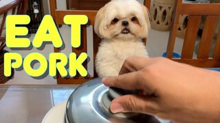 Shih Tzu Dog Wanna Eat Pork | Cute & Funny Dog Video