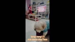 THIS CUTE DOG DANCES BANG! BANG! #shorts#youtubeshorts#arianagrande#nickiminaj