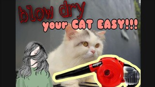 HOW TO BLOW DRY YOUR CAT USING PORTABLE BLOWER/VACCUM IN ONE. #vaccum #blowdry #bloweryourcat