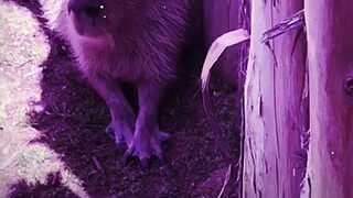 chilling capybara