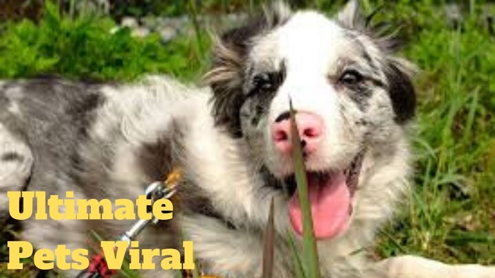 💥Ultimate Pets Viral Weekly😂🙃💥of 2020 | Funny Animal Videos💥👌