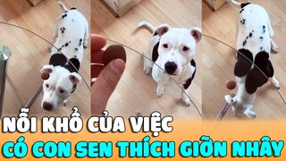 NỖI KHỔ Của Việc Có CON SEN Thích GIỠN NHÂY | Siêu Thú Cưng