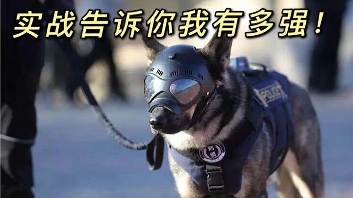 「警犬混剪」实战告诉你我有多强！