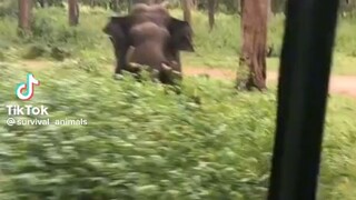 anger elephant