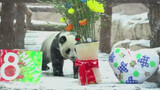Panda Dingding nhận quà từ hôn phu vào Ngày Phụ nữ ở Vườn thú Nga