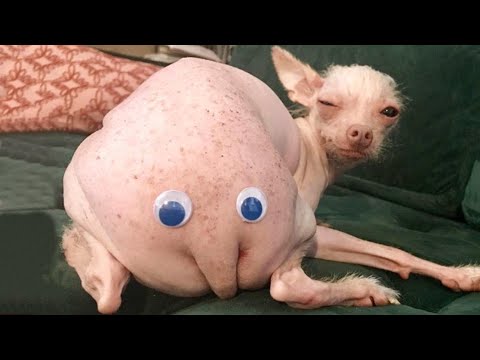 Funniest Animals Ever 🐧 - Awesome Funny Animals' Life Videos - Funniest  Pets 😇 - Bilibili