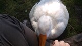 Animals｜A Cute Goose in Park