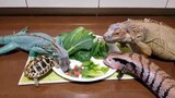 Herbivorous reptile pets' party