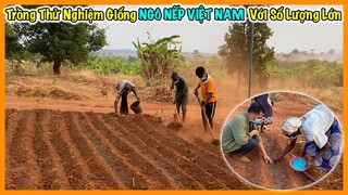 Nông Nghiệp VIỆT NAM || Chính Thức Trồng Thử Nghiệm Giống Ngô Nếp Việt Nam Với Số Lượng Lớn