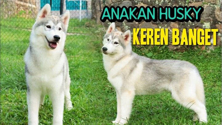 CARI ANAKAN SIBERIAN HUSKY KEREN YA BEGINI-EQUATOR SIBERIAN