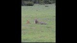 Jaguar playing with food