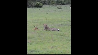 Jaguar playing with food